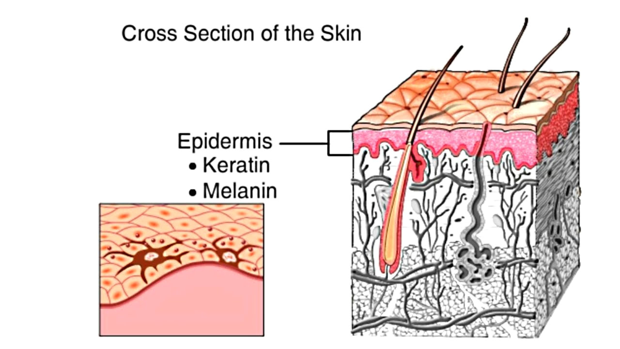 Drawing Things Out Of Skin How the Skin Works Animation Structure and Function Of the Human