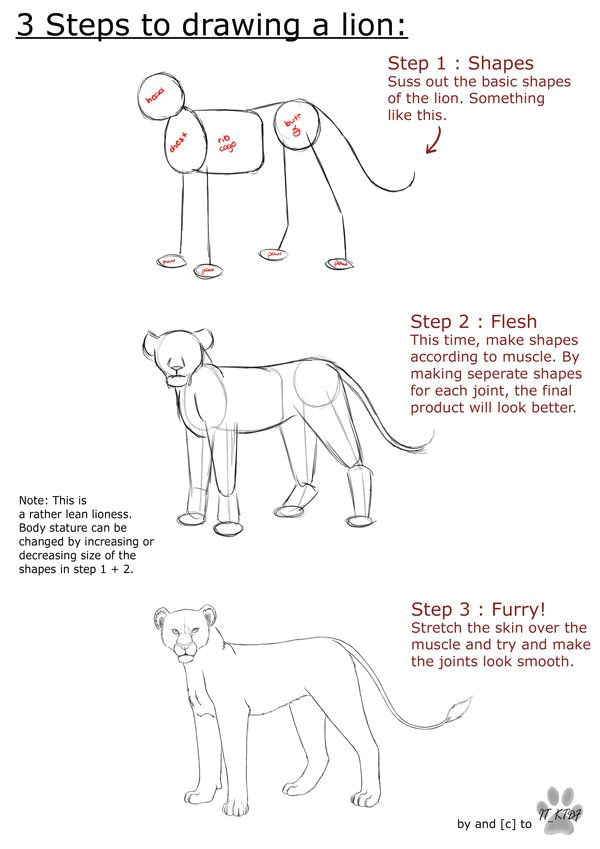 Drawing Things Out Of Skin Lion Anatomy Tutorial by It Ktdf Deviantart Com On Deviantart