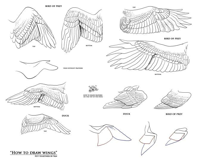 Drawing Things together How to Draw Wings D N N D N N Drawings Wings Drawing Art