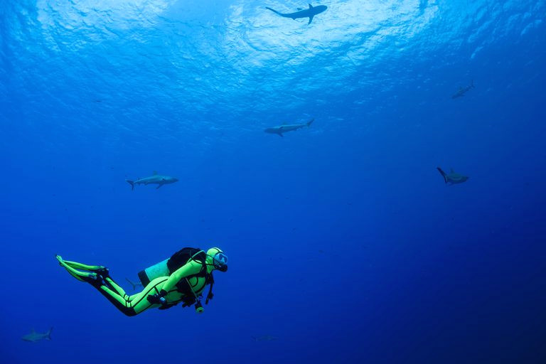 Drawing Things Underwater 20 Common Scuba Diving Hand Signals