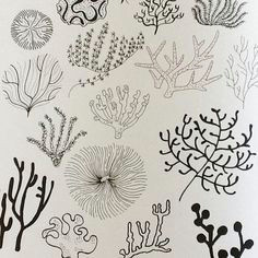 Drawing Things Underwater Drawing Underwater Coral Reef Drawings Pinterest Coral Reef