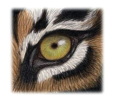 Drawing Tiger Eyes 10 Best Tiger Eye S Images Tiger Drawing Eyes Drawings Of Tigers