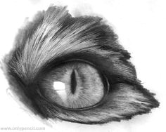 Drawing Tiger Eyes 10 Best Tiger Eye S Images Tiger Drawing Eyes Drawings Of Tigers