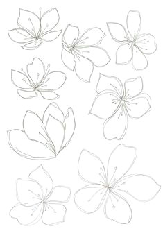 Drawing Time Lapse Flowers 100 Best Line Drawing Images In 2019 Botanical Line Drawing