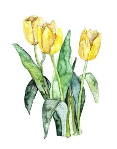 Drawing Tulips Flowers 4754 Best Tulips Images In 2019 Tulips Flowers Flower Watercolor