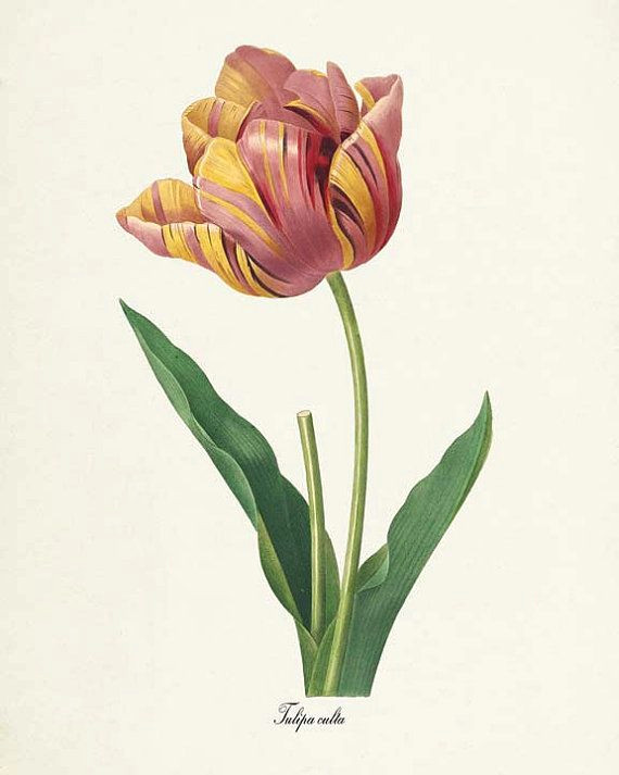 Drawing Tulips Flowers Tulip Flower Print Tulip Art Print Botanical by Visualnature