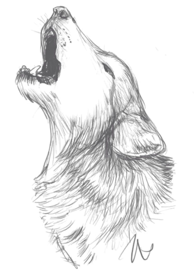 Drawing Tumblr Wolf Pinterest Zeichnungen Bleistift Beau Photos Graceisgrunge Art