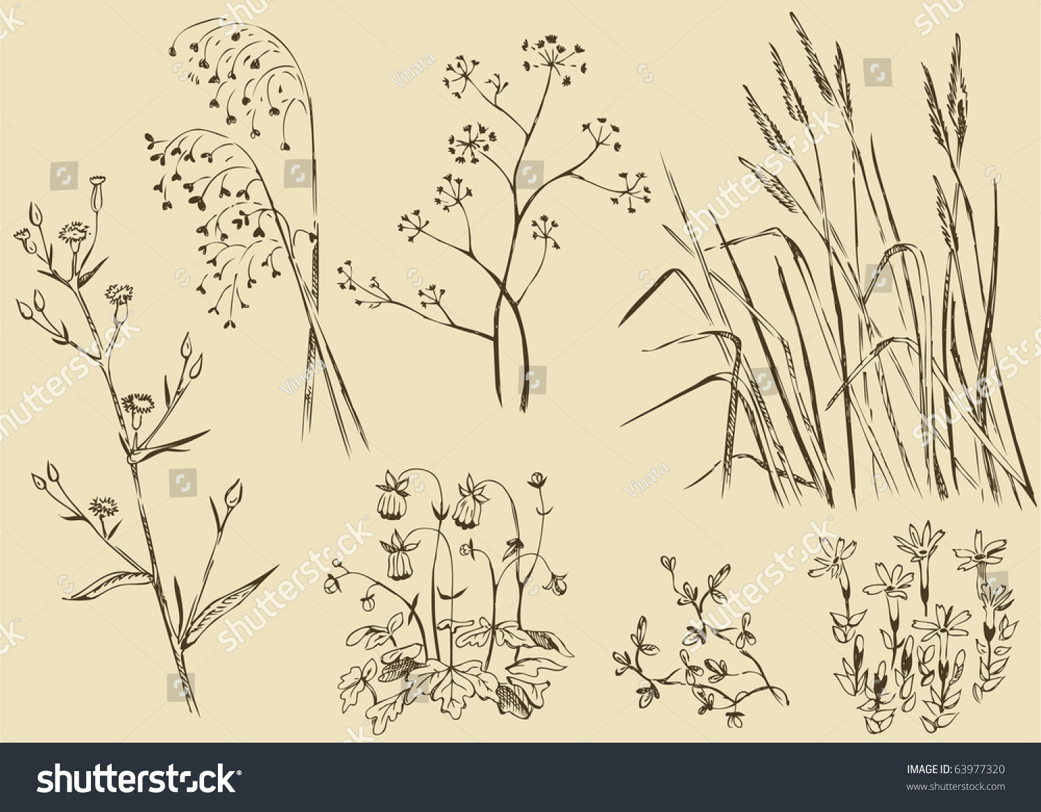 Drawing Vector Fields Field Flowersgrass Stock Vector Royalty Free 63977320 Shutterstock