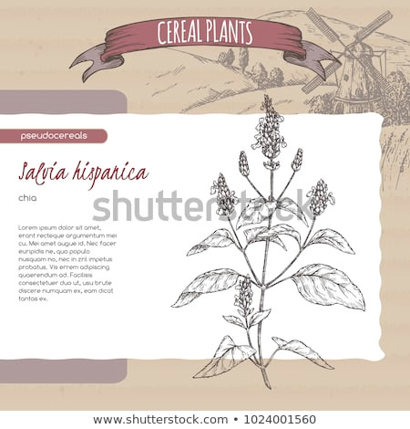 Drawing Vector Fields Salvia Hispanica Aka Chia Sketch Field Stock Vector Royalty Free