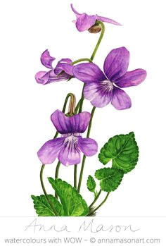 Drawing Violets Flowers 140 Best Violet Tattoo Images Violets Violet Tattoo Sweet Violets