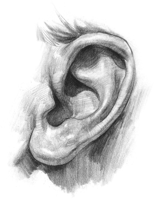 Drawing Vs Painting Right Ear Vs Left Ear Drawing Drawings Pencil Drawings How to