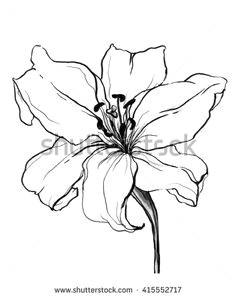 Drawing White Lily Flowers 138 Best Art Drawings Images Drawings Cat Art Cat Illustrations