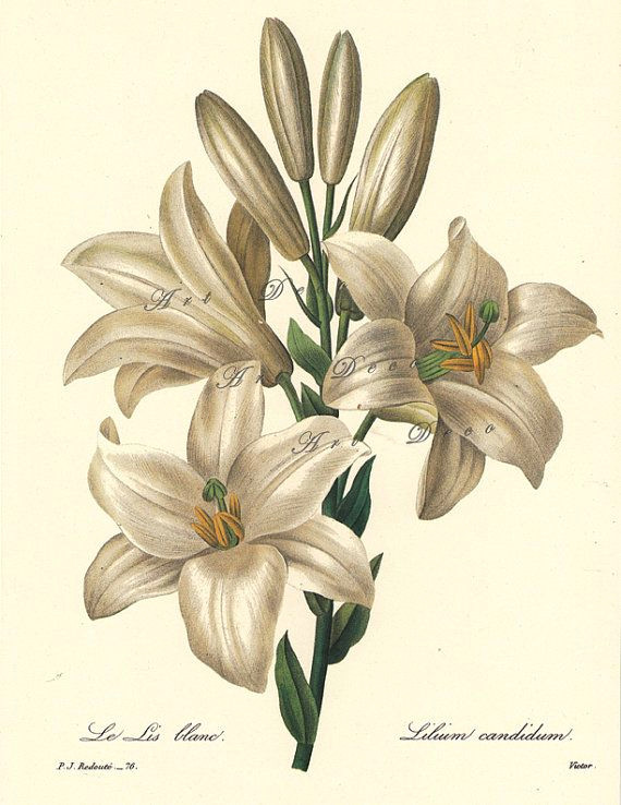 Drawing White Lily Flowers Botanical Digital Download A White Lily by Pierre Redoute Floral
