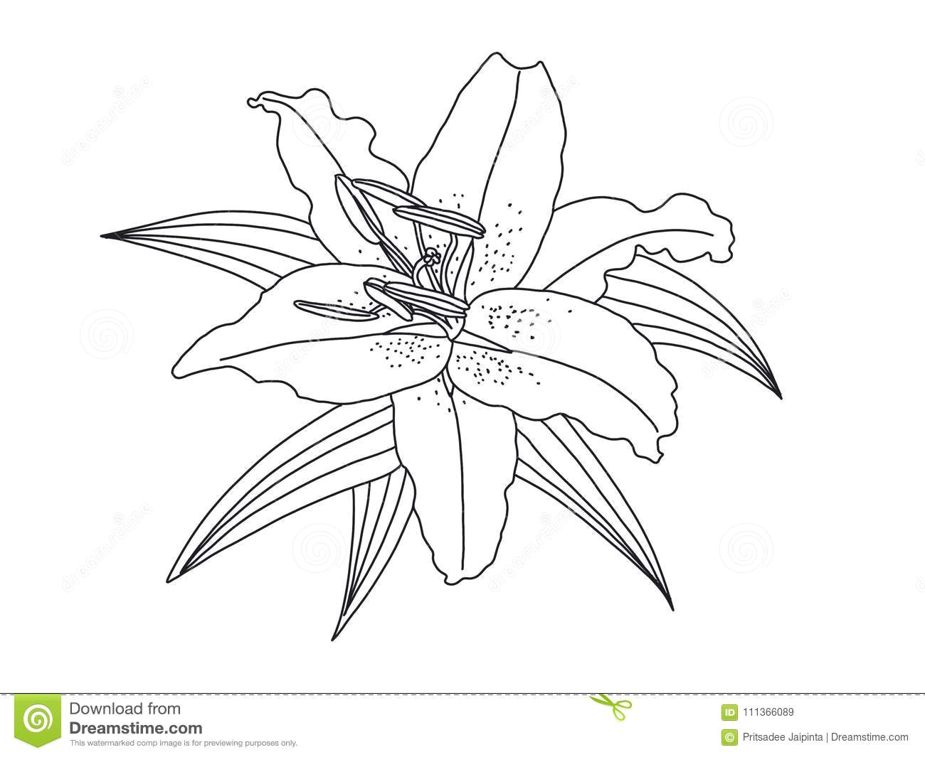 Drawing White Lily Flowers Lily Flower Drawing isolated On White Background Illustration Stock