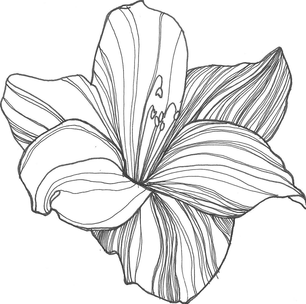Drawing White Lily Flowers Nicole Illustration Flower Power Patterns Drawings Flowers