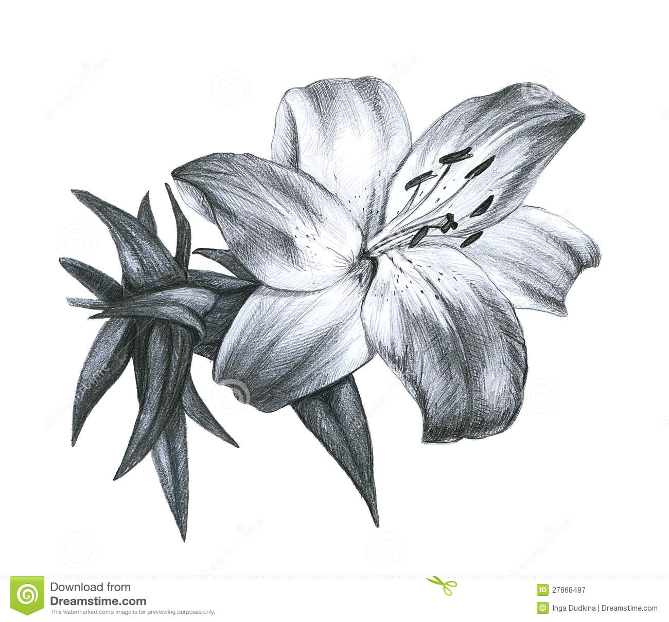Drawing White Lily Flowers Pencil Drawing Lily Stock Illustration Illustration Of Leaf 27868497