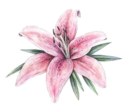 Drawing White Lily Flowers Pink Lily Flowers isolated On White Background Watercolor Handwork