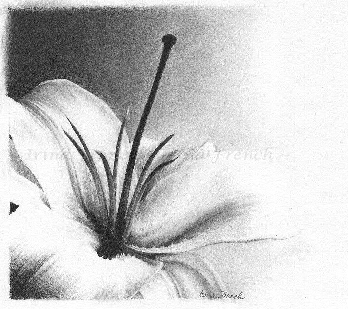 Drawing White Lily Flowers White Lily Flower Drawing White Lily by Ameryn N D N N Pinterest