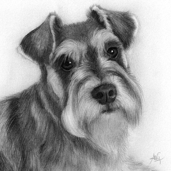 Drawing with Dogs Drawing Ideas Dog by Crisc Schnauzers In 2019 Pinterest