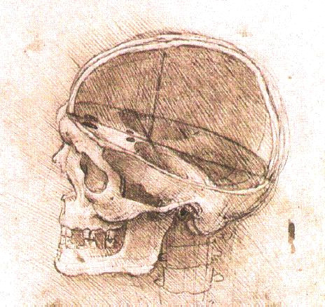 Drawing with Skulls File View Of A Skull Ii Jpg Wikimedia Commons