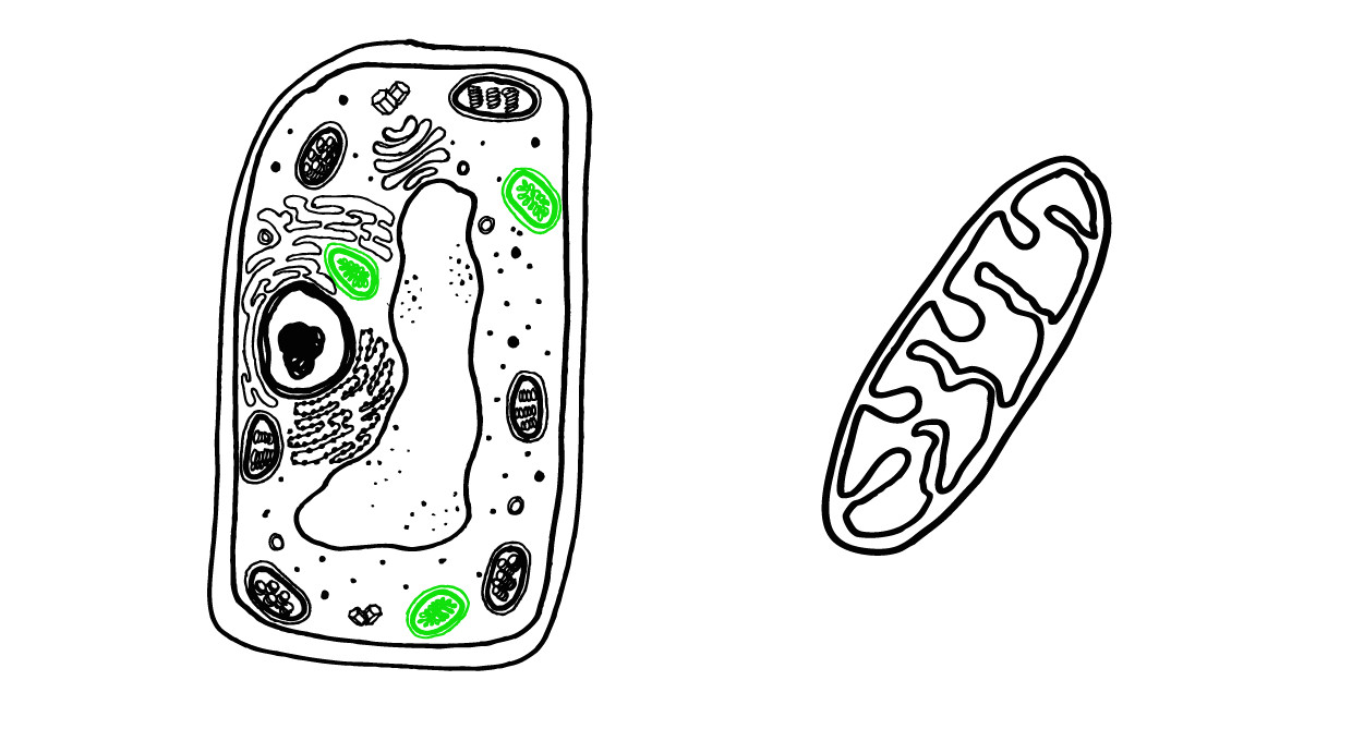 Drawing with Waste Things How to Draw A Plant Cell Vivid Biology
