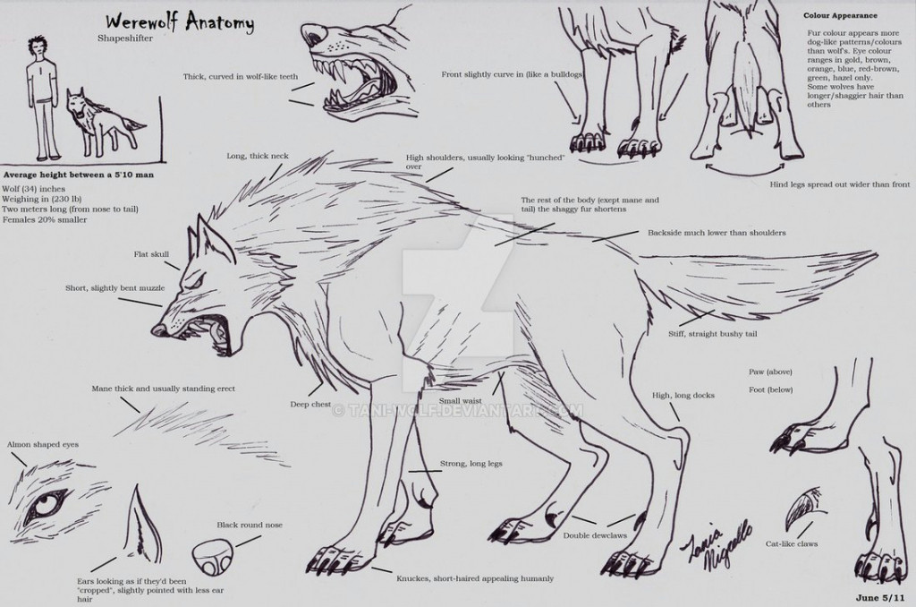 Drawing Wolf Anatomy 14 Anatomy Drawing Wolf for Free Download On Ayoqq org
