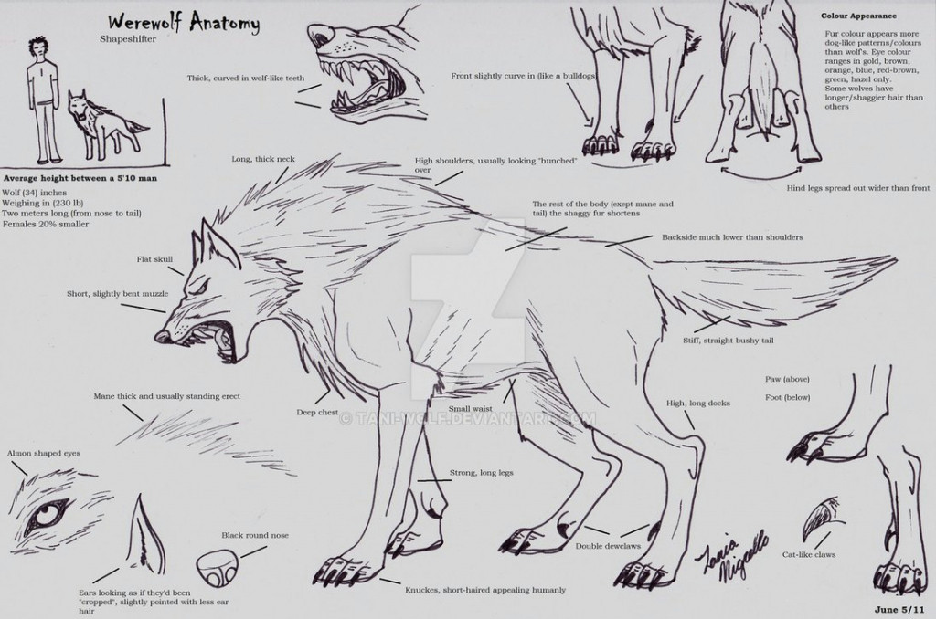 Drawing Wolf Anatomy 14 Anatomy Drawing Wolf for Free Download On Ayoqq org