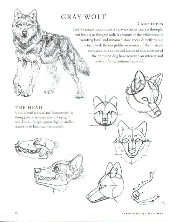 Drawing Wolf Anatomy 14 Anatomy Drawing Wolf for Free Download On Ayoqq org