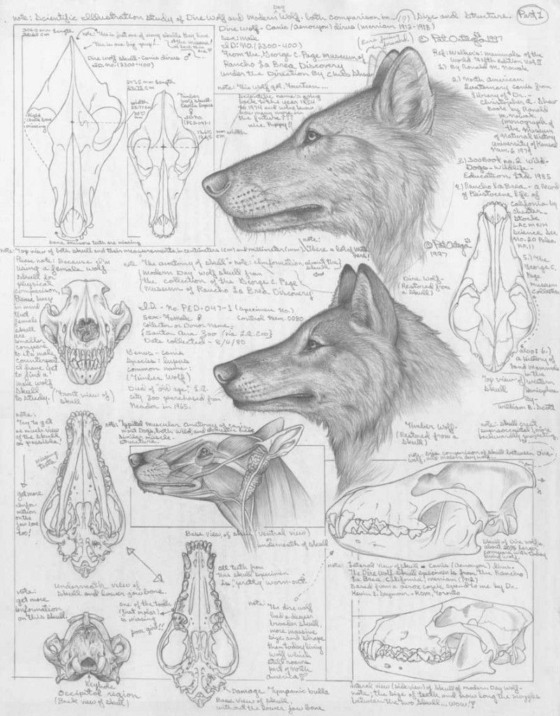 Drawing Wolf Anatomy Differences Between Dire Wolves and Grey Wolves Via the Palaeocast