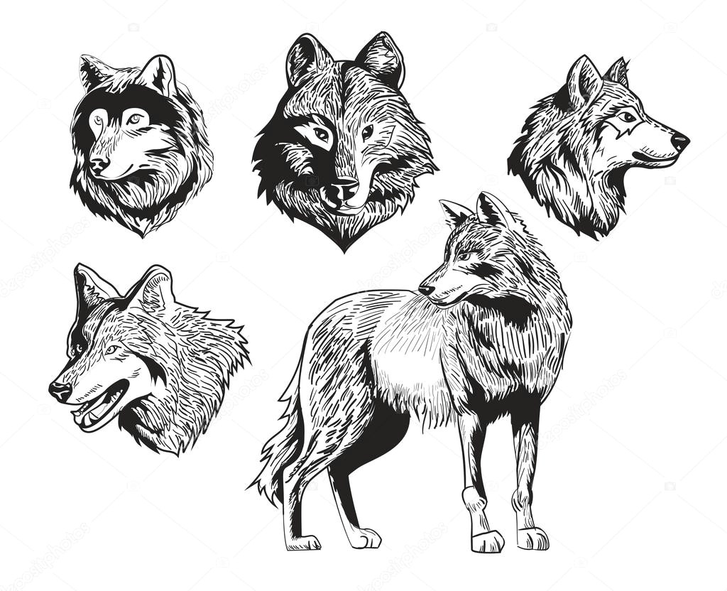 Drawing Wolf Backgrounds Sketch Drawing Wolf Silhouette Set On White Background Grafika