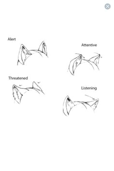 Drawing Wolf Ears Cat Ears Neko Text How to Draw Manga Anime How to Draw Manga