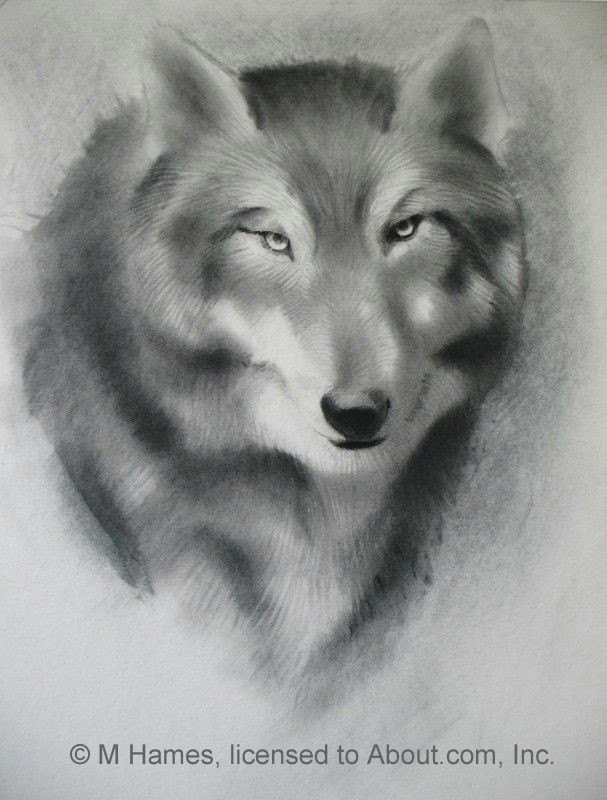 Drawing Wolf Face Step Step A Step by Step Guide Of How to Draw A Wolf