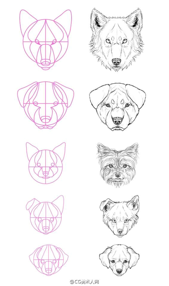 Drawing Wolf Face Step Step Pin by Judit Marhauser On Art Pinterest Drawings Animal
