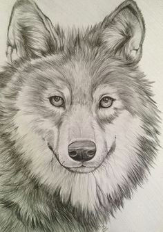 Drawing Wolf Fur 222 Best Cat and Dog Drawings Images Animal Coloring Pages