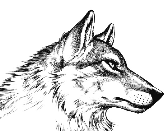 Drawing Wolf Fur Arrogant Nonchalance Right to Left In 2019 Pinterest Wolf