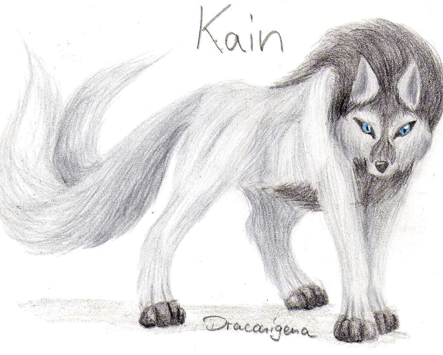 Drawing Wolf Fur Kain Bisaboard
