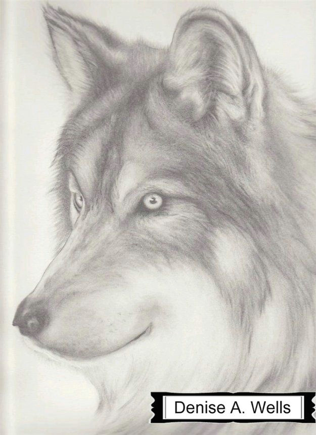 Drawing Wolf Head Step Step Paper Wolf Drawing by Denise A Wells Wolves where I Draw My