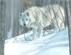 Drawing Wolf Hurt 117 Best Colored Pencil Drawings Images Colored Pencil Artwork