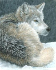Drawing Wolf Hurt 1624 Best Wolves Spirit Images Wolf Pictures Black Wolves Lone Wolf