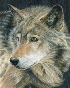 Drawing Wolf Hurt 186 Best Pencil Charcoal Drawing Animals Images Pencil