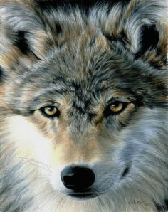 Drawing Wolf Hurt 822 Best Color Pencil Paintings Images In 2019 Pencil Drawings
