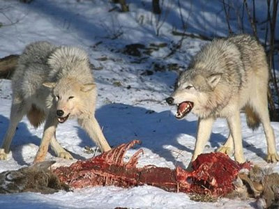 Drawing Wolf Hurt What to Do if You are attacked by A Pack Of Wolves Business Insider