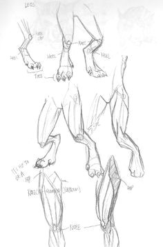 Drawing Wolf Legs 104 Best Drawing Werewolves Images Character Design Cool Drawings