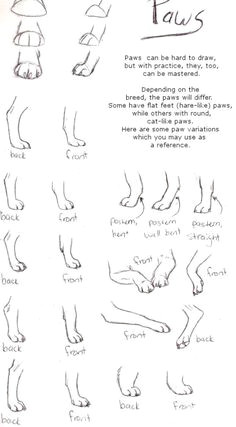 Drawing Wolf Paws 11 Best How to Draw Paws Images Drawings Animal Drawings