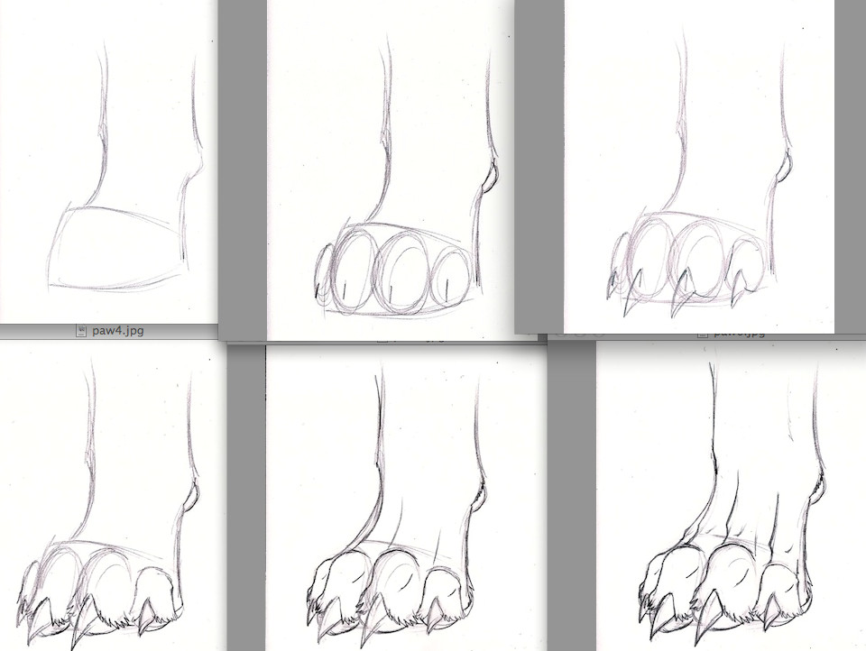 Drawing Wolf Paws Deviantart Animal Anatomy Google Search Anatomy Pinterest