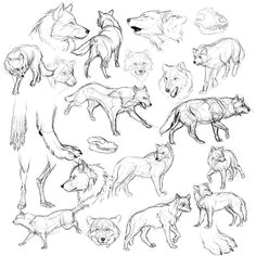 Drawing Wolf Poses 206 Best Wolf Sketch Images In 2019 Drawing Techniques Animal