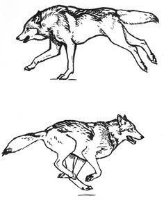 Drawing Wolf Running 86 Best Animal Reference Images In 2019
