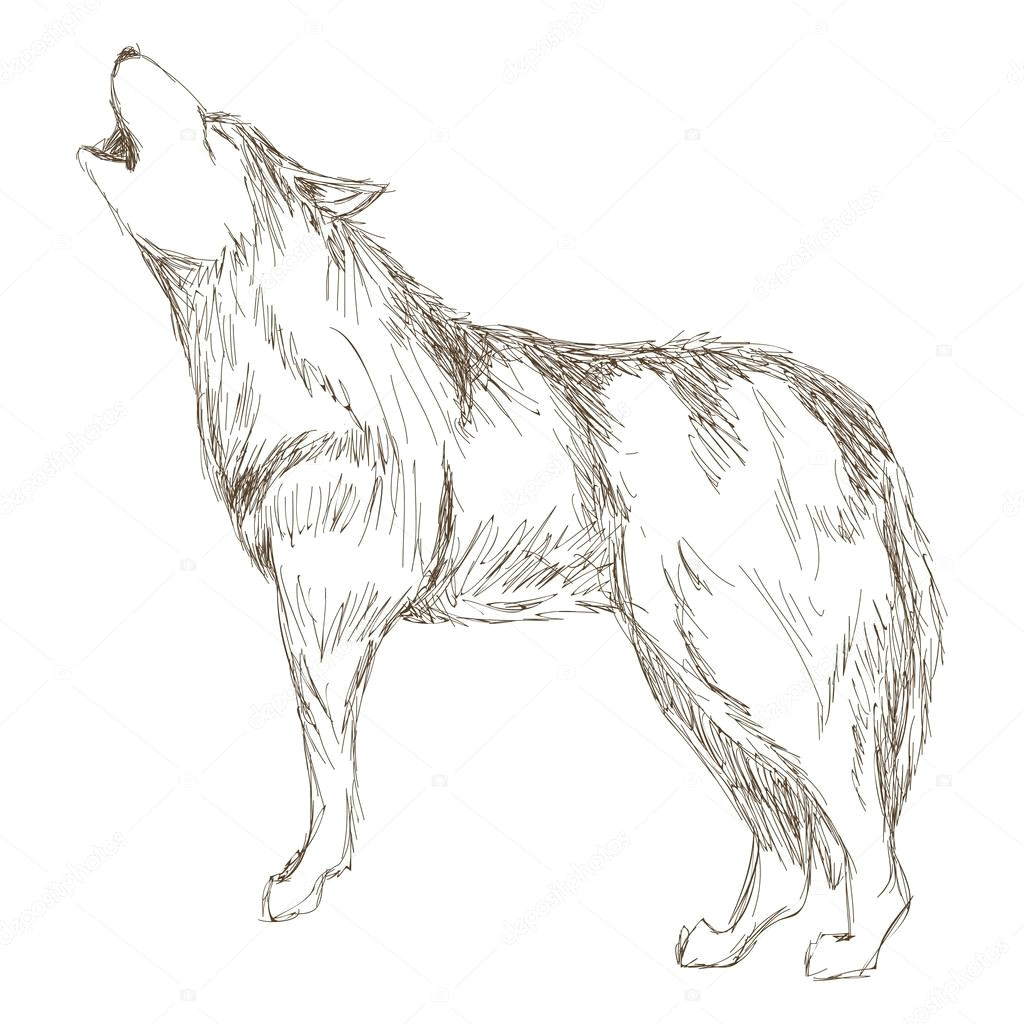 Drawing Wolf Side View Wilk Sideview Szkic Ikona Grafika Wektorowa A C Jemastock 115249862