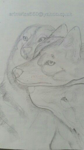 Drawing Wolf Studio Wolf Study Drawings and Paintings Pinterest Study Drawings