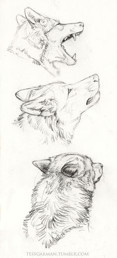 Drawing Wolf Tumblr 255 Best Animal Anatomy Tutorials Images Drawing Techniques